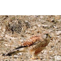 گونه دلیجه Common Kestrel